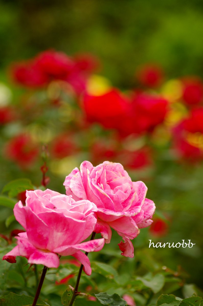 おはようございます。
薔薇 バラ 🌹
花言葉:感謝
今日も、ありがとう。
感謝して頑張りましょう。
#薔薇 #バラ #花言葉 #花 #flower
#心 #感謝