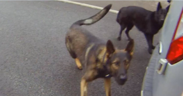Two people attacked after police dogs escape handler's home https://www.express.co.uk/news/uk/2260118/two-people-injured-after-police-dogs-escape-handler-s-home-leicestershire